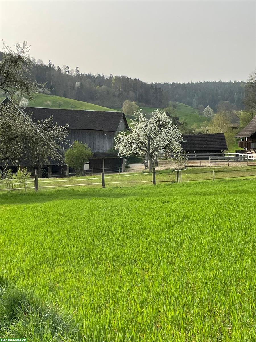 Bild 2: 3 Plätze in Offenstall mit liebevoller Betreuung in Melchnau BE