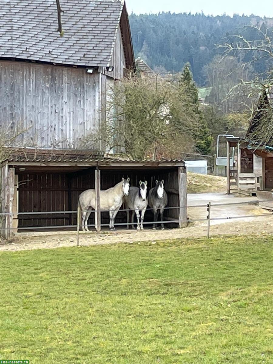 Bild 3: 3 Plätze in Offenstall mit liebevoller Betreuung in Melchnau BE