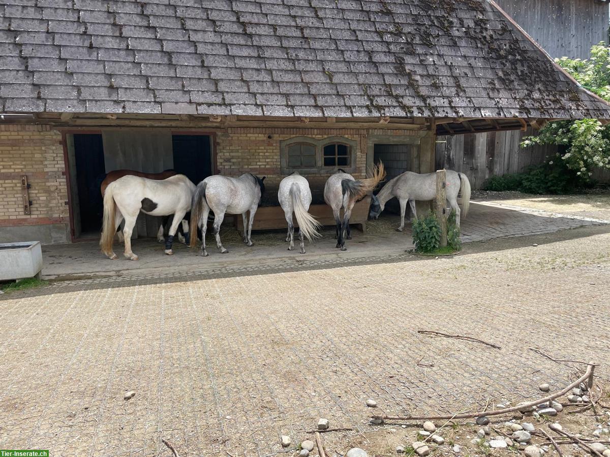 Bild 8: 3 Plätze in Offenstall mit liebevoller Betreuung in Melchnau BE