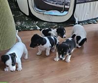 Jack Russell Terrier Welpen suchen liebes Zuhause