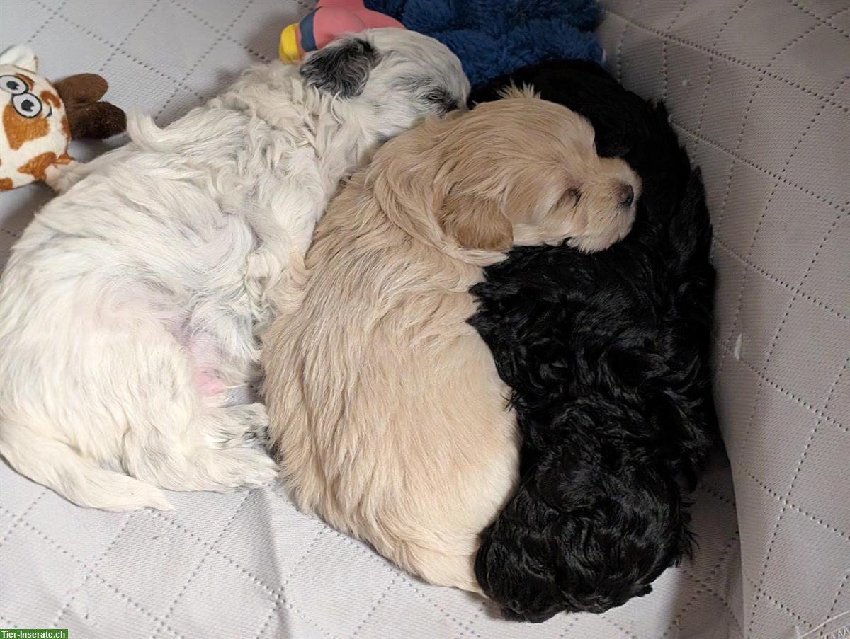 2 Maltipoo Welpen, männlich suchen ein Zuhause