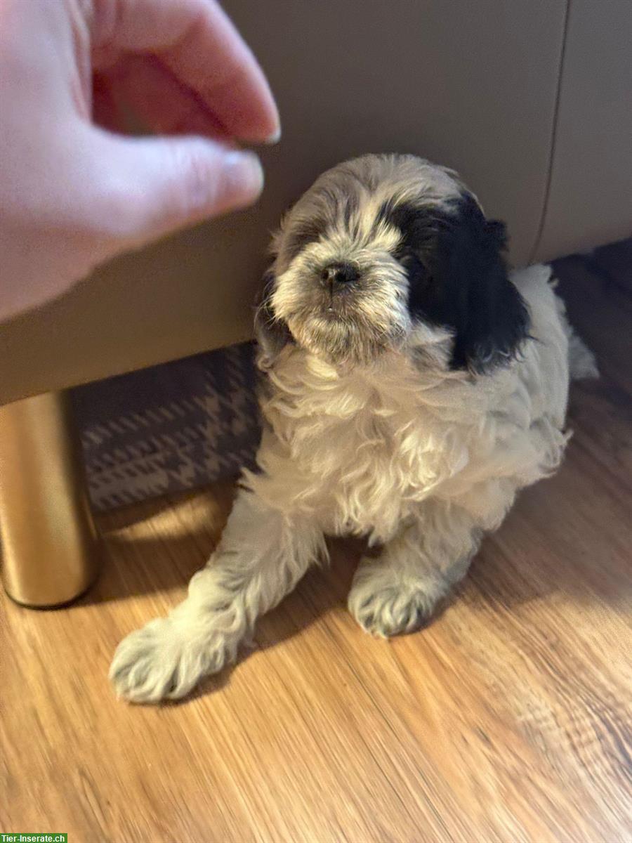 Bild 3: 2 Maltipoo Welpen, männlich suchen ein Zuhause