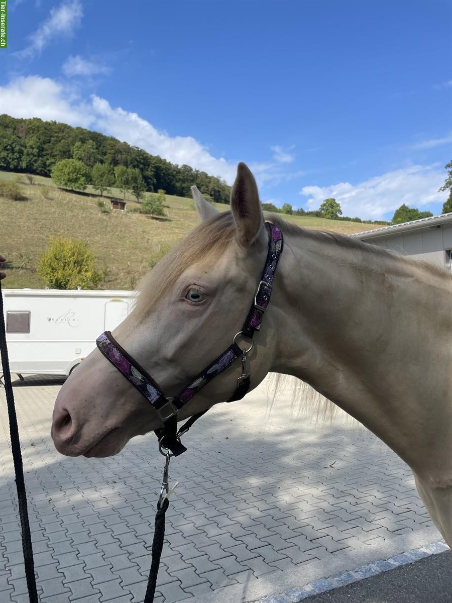 Araber Berber Stute, Cremello mit blauen Augen