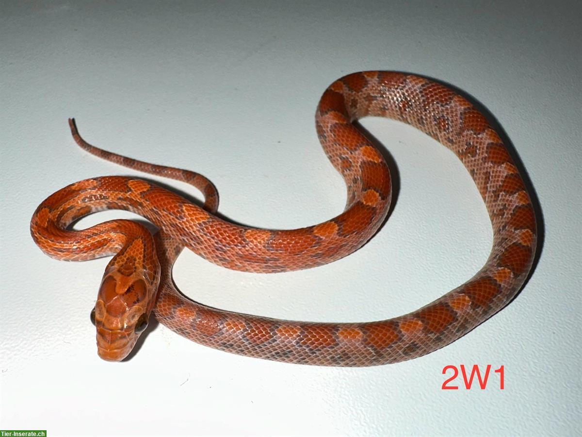 Bild 10: Kornnattern Jungtiere Adulte / Bloodred Pied Lava Okeetee Sunkissed