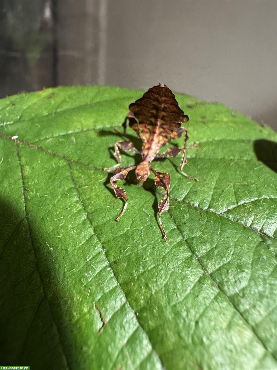 Bild 2: Grosses Wandelndes Blatt (Phyllium giganteum) Babys abzugeben