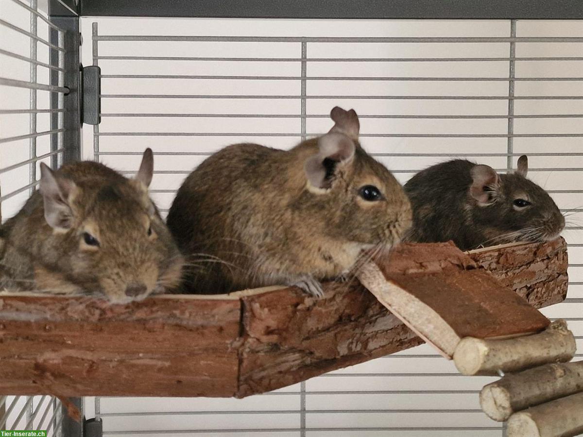 Bild 2: 3 männliche, 1-jährige Degus mit 2-stöckigem Gehege und Zubehör