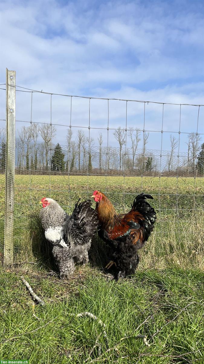 2 Junge Brahma Hähne