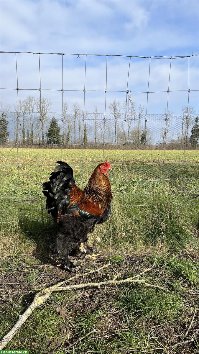 Bild 2: 2 Junge Brahma Hähne