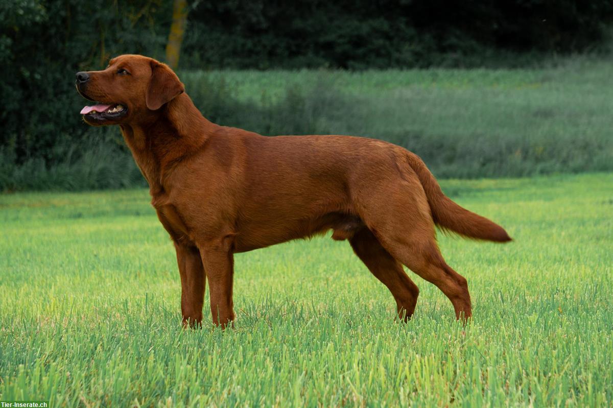 Bild 2: Labrador Retriever Welpen aus Topverpaarung abzugeben