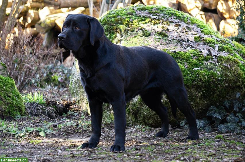 Bild 4: Labrador Retriever Welpen aus Topverpaarung abzugeben