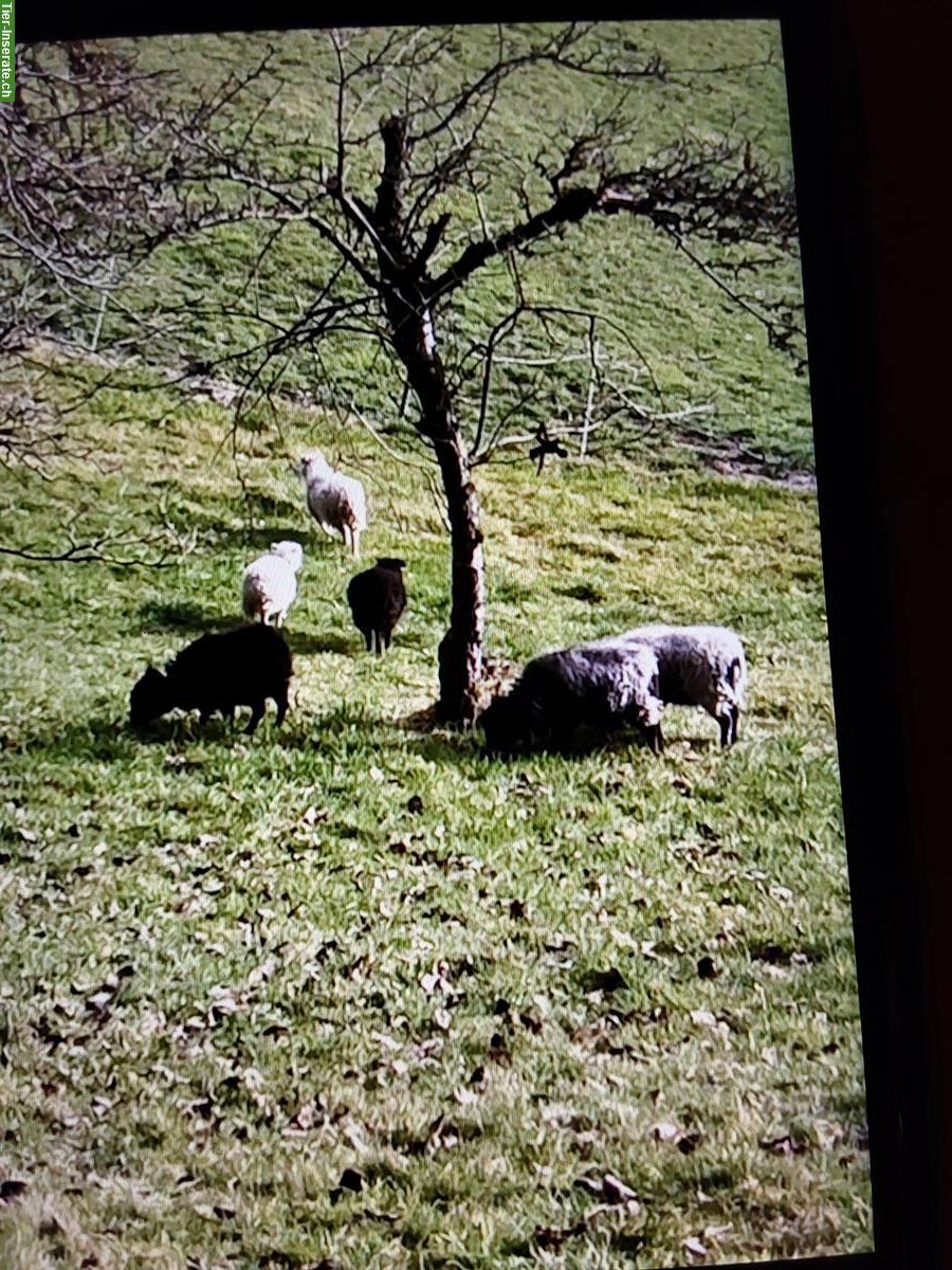 Ouessant Schafherde zu verkaufen