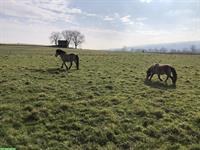 Biete Offenstallplatz für Pony in Rütihof, Baden