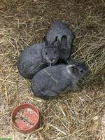 Farbenzwerge chinchilla männlich kastriert und weiblich