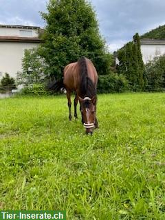 Bild 2: 17-jährigen Lusitano Wallach zu verkaufen