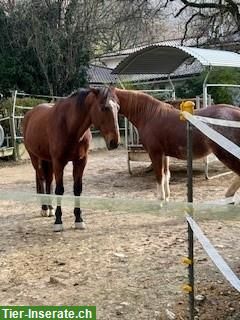 Bild 4: 17-jährigen Lusitano Wallach zu verkaufen