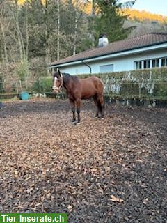 Bild 5: 17-jährigen Lusitano Wallach zu verkaufen