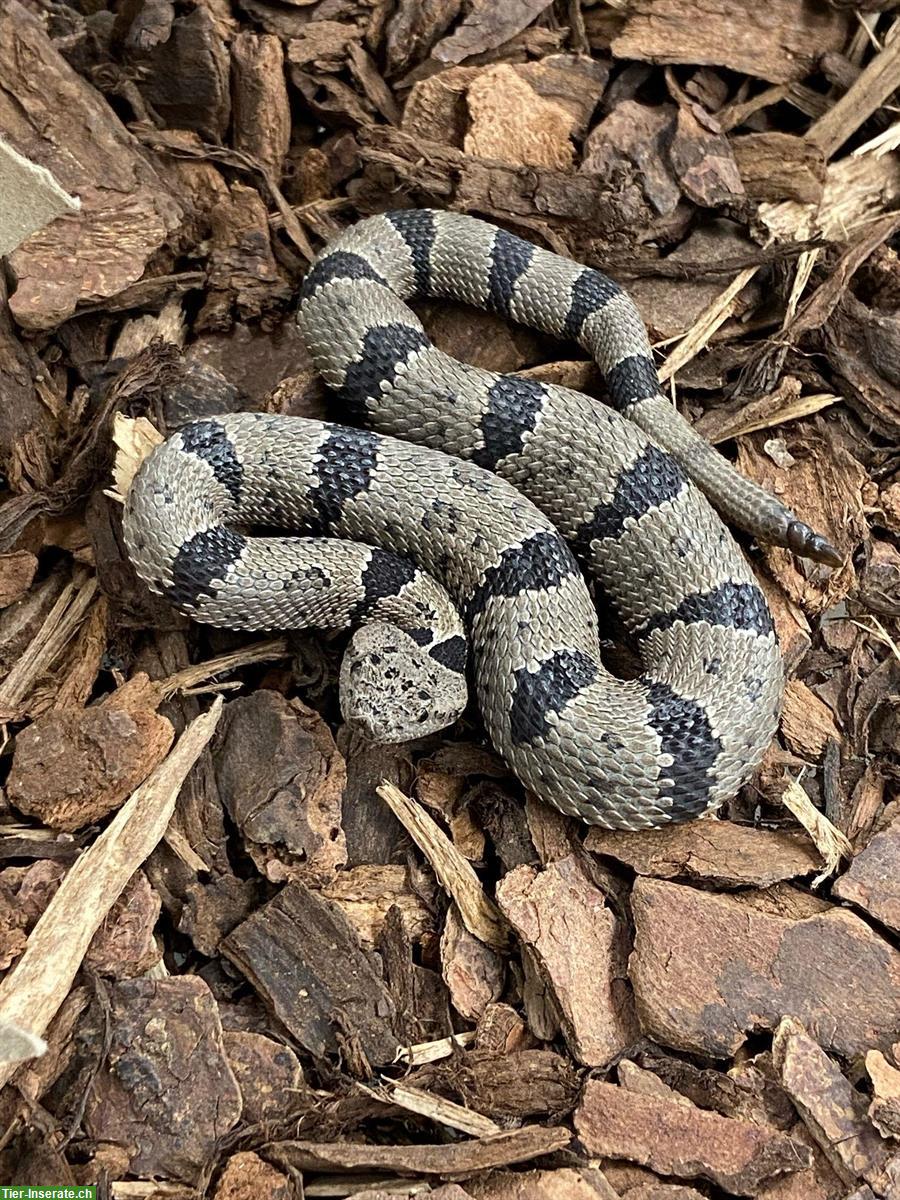 Bild 2: Crotalus lepidus klauberi, Felsen-Klapperschlange