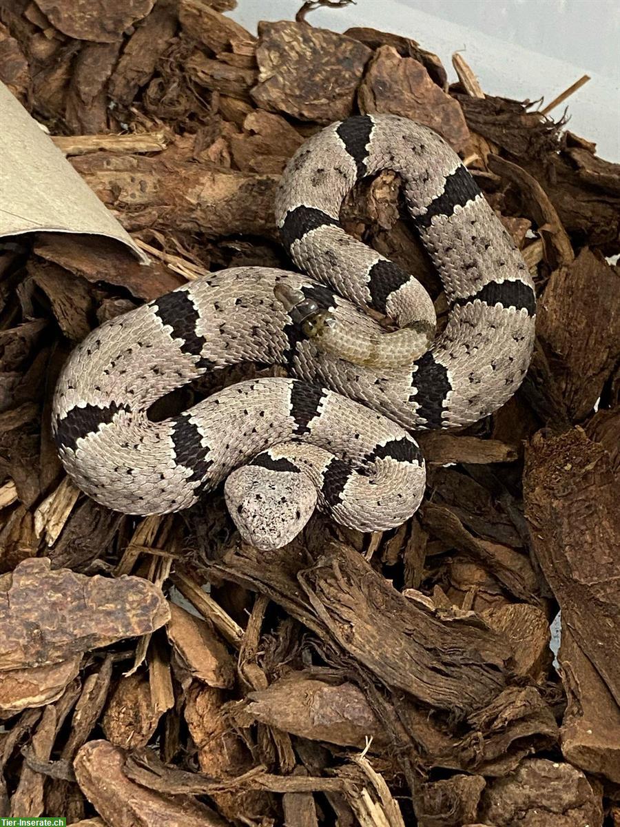 Bild 3: Crotalus lepidus klauberi, Felsen-Klapperschlange