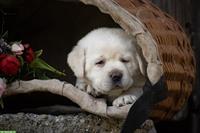 Hübsche Labrador Welpen suchen ein Zuhause