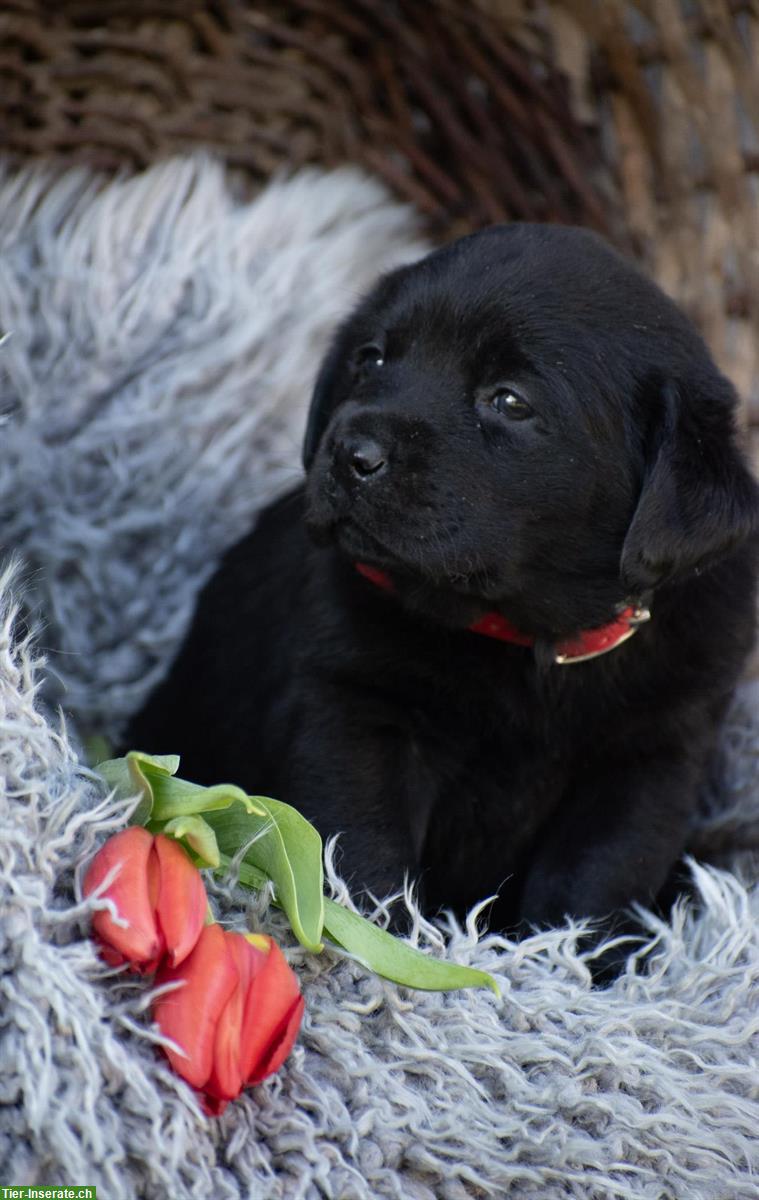 Bild 3: Hübsche Labrador Welpen suchen ein Zuhause