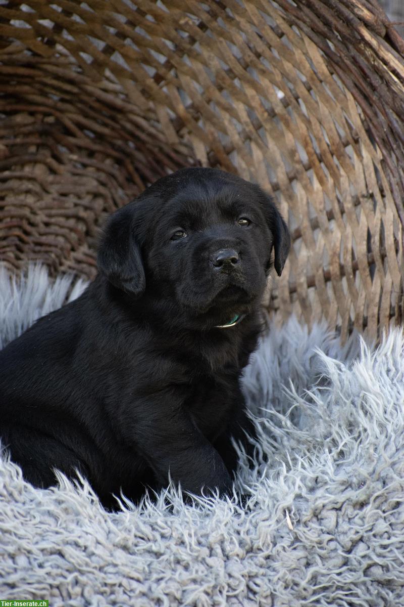 Bild 4: Hübsche Labrador Welpen suchen ein Zuhause