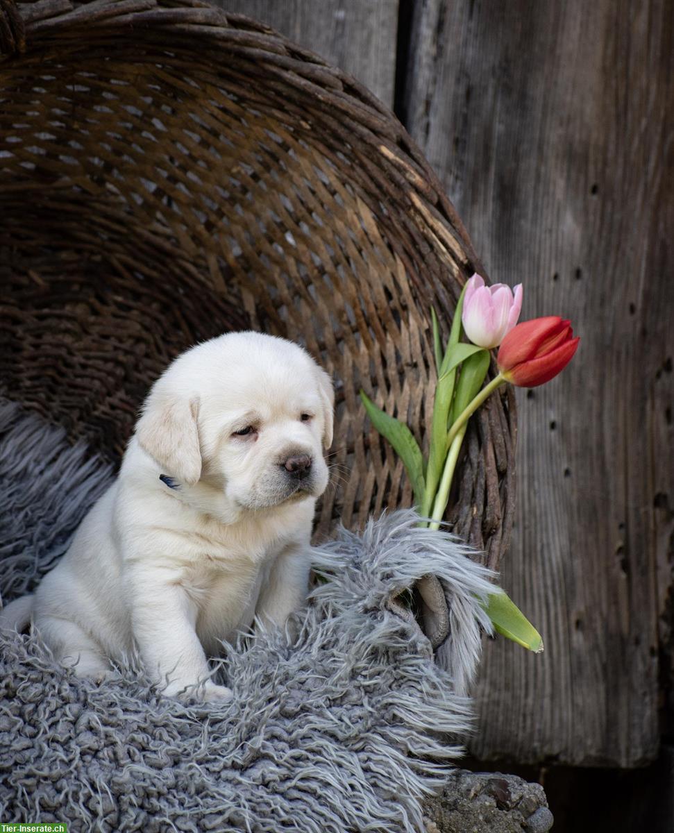 Bild 5: Hübsche Labrador Welpen suchen ein Zuhause