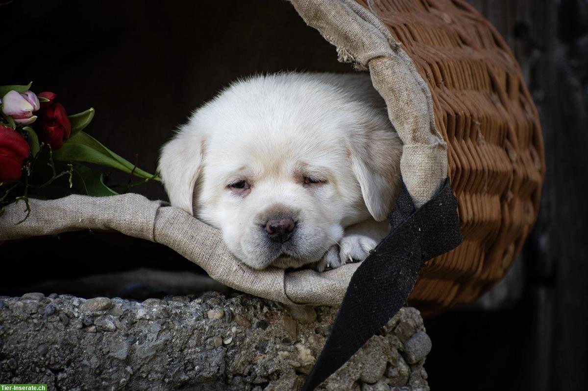 Bild 6: Hübsche Labrador Welpen suchen ein Zuhause