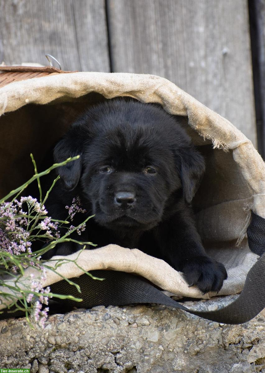 Bild 7: Hübsche Labrador Welpen suchen ein Zuhause