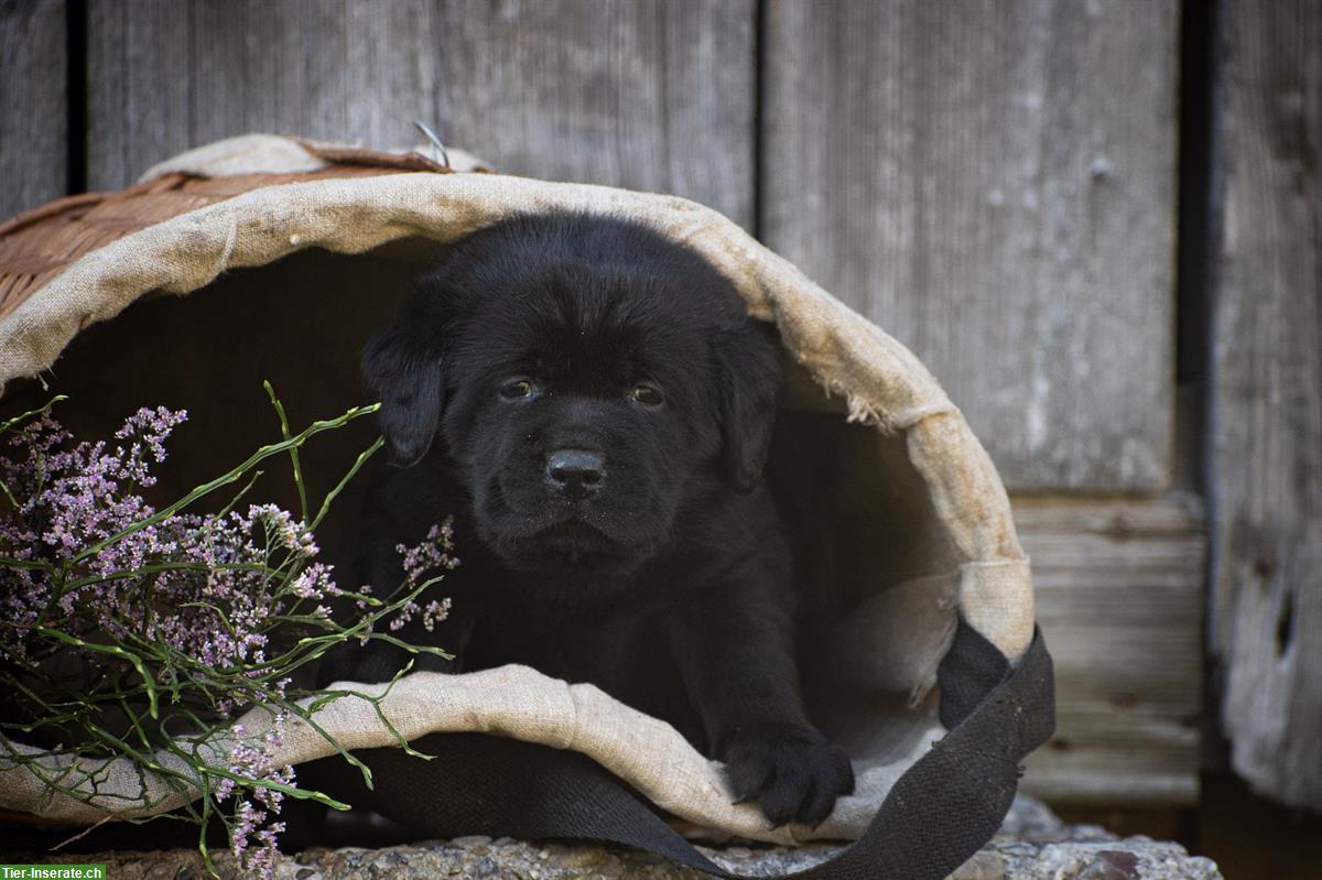 Bild 9: Hübsche Labrador Welpen suchen ein Zuhause