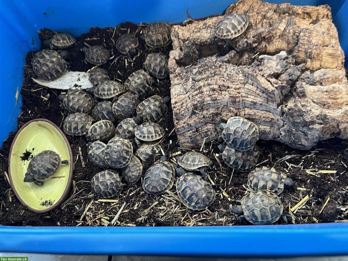 Griechische Landschildkröten THB Nachzucht