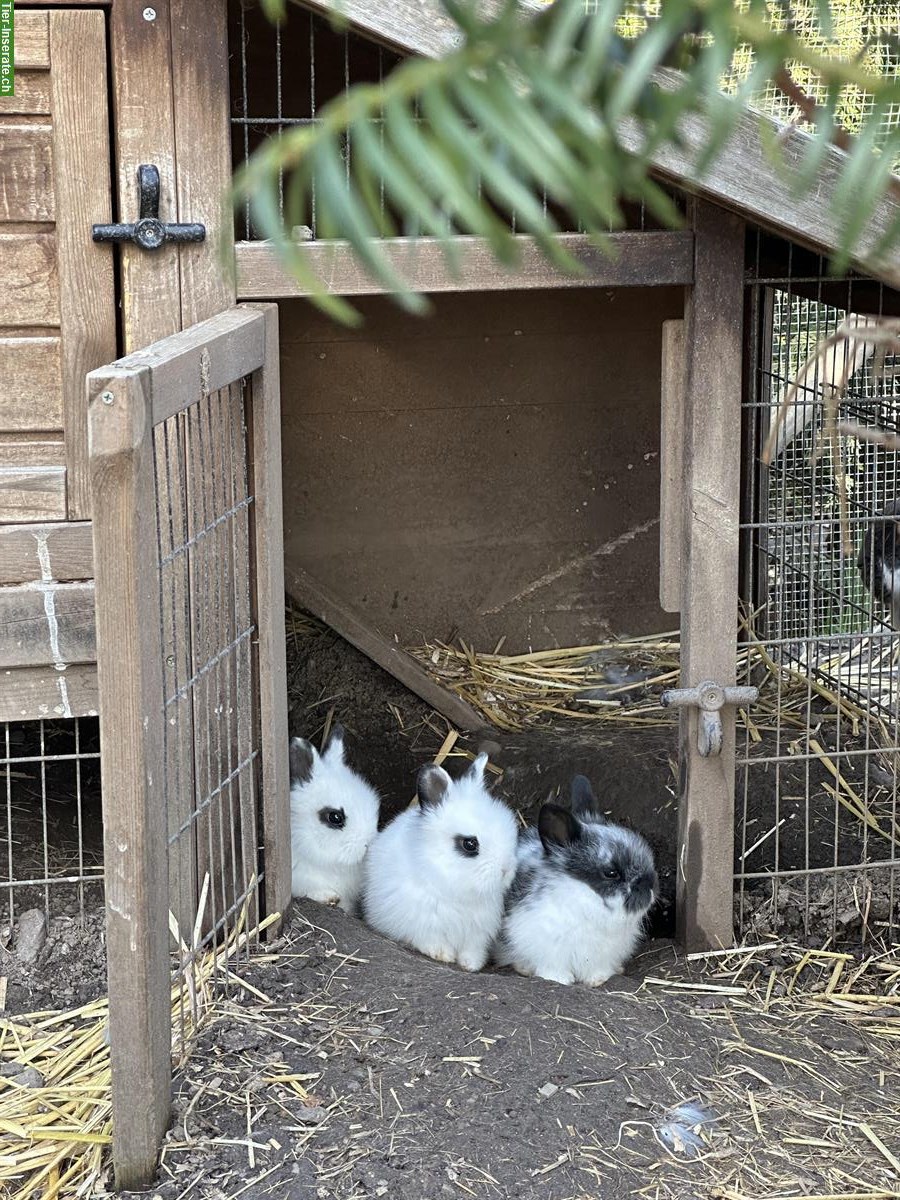 Löwenkopf Zwerghäsli Babys