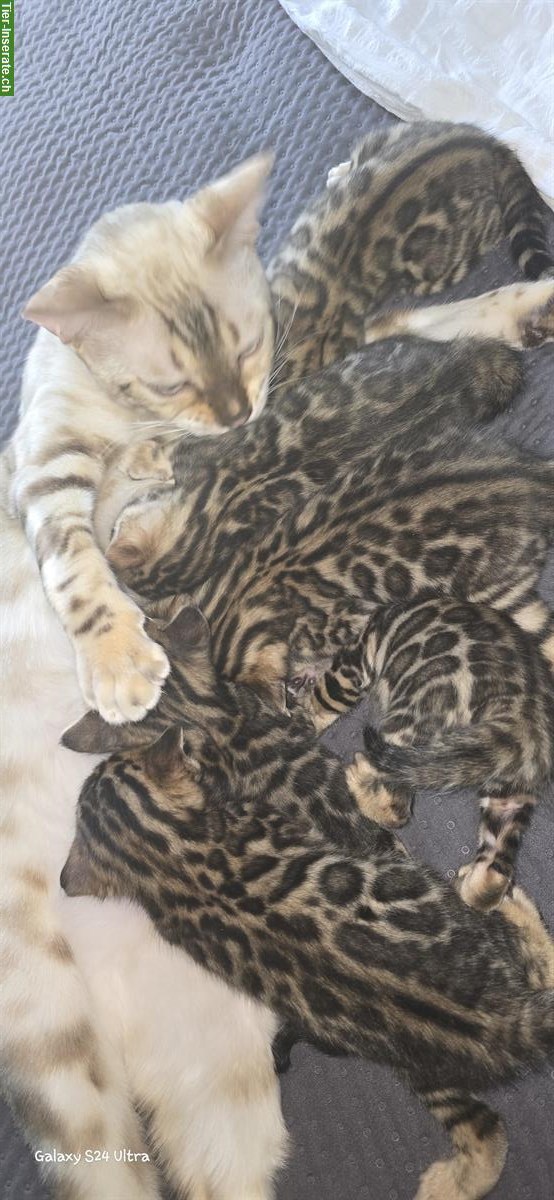 Bild 2: Wunderschöne Bengal Kitten suchen ein Zuhause