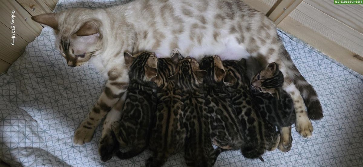 Bild 3: Wunderschöne Bengal Kitten suchen ein Zuhause