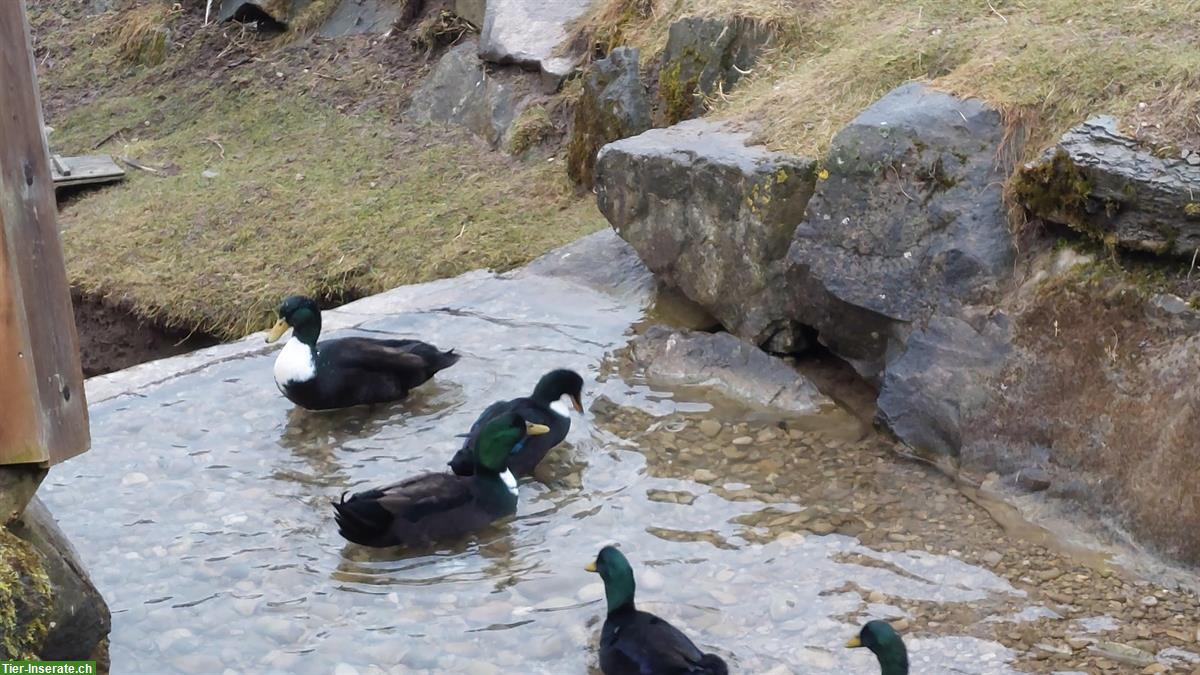 Bild 3: Schöne Pommernenten zu verkaufen