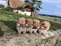 Süsse Zwergspitz / Pomeranian Welpen suchen ein Zuhause