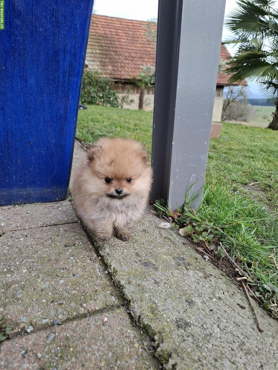 Bild 4: Süsse Zwergspitz / Pomeranian Welpen suchen ein Zuhause