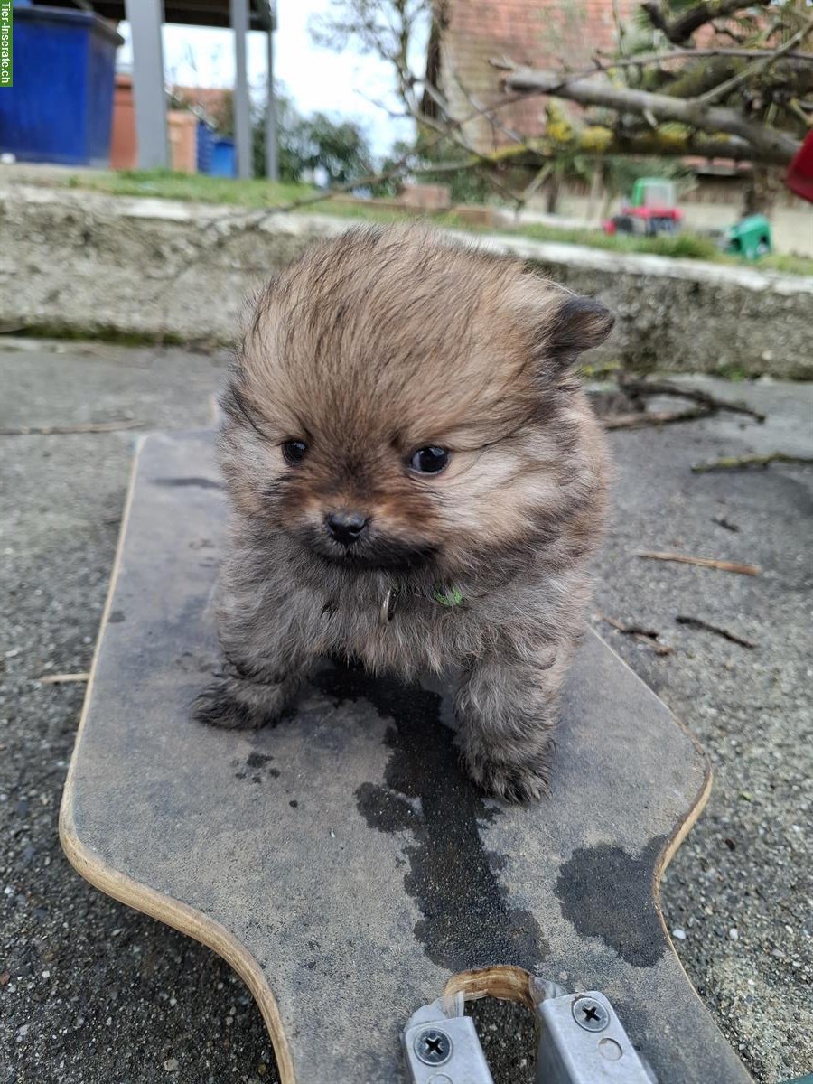 Bild 5: Süsse Zwergspitz / Pomeranian Welpen suchen ein Zuhause