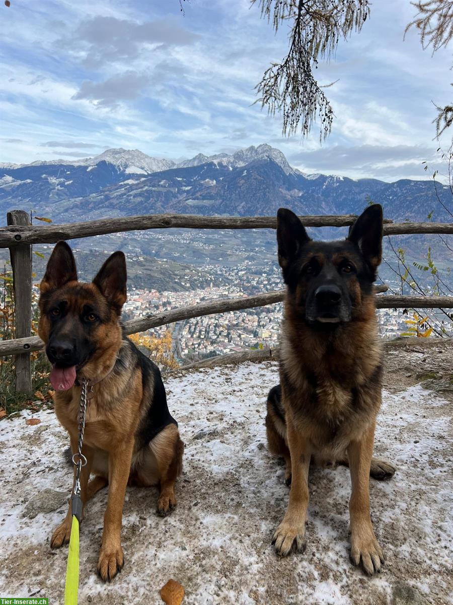 Bild 3: Reinrassige Deutsche Schäferhunde aus Südtirol