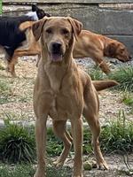 2 Labrador Hunde suchen ein neues Zuhause