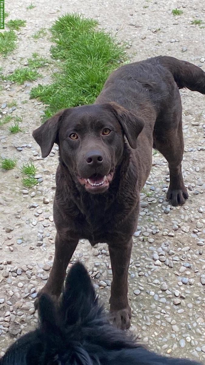 Bild 2: 2 Labrador Hunde suchen ein neues Zuhause