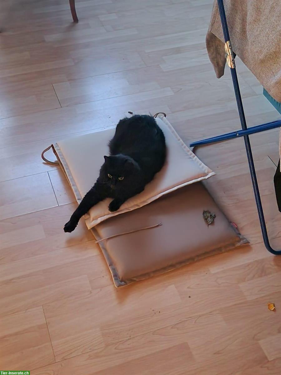 Bild 4: GRATIS: Bauernhof Katze sucht neues Zuhause