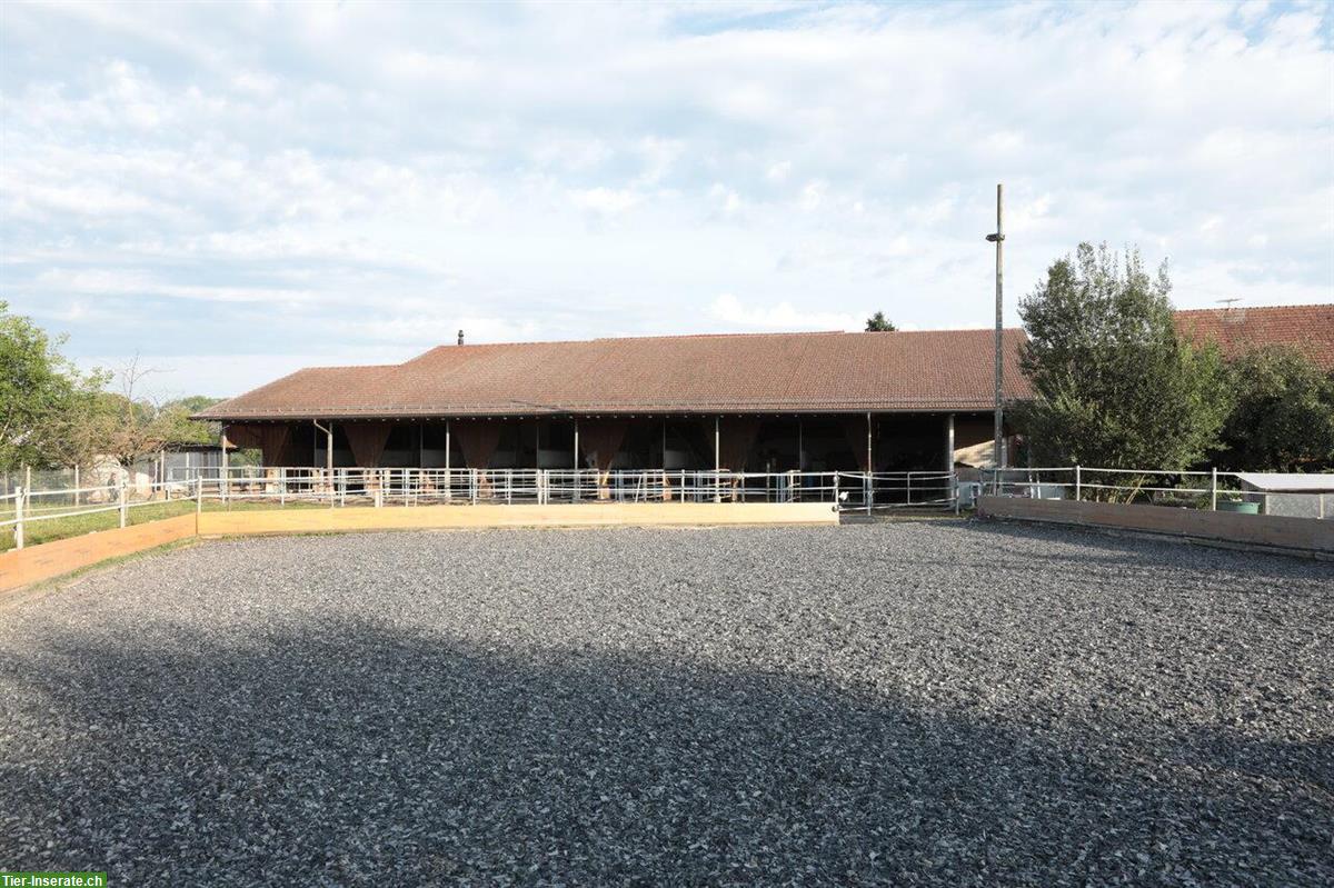 Pferdepension Meier in Gerlisberg oberhalb von Kloten