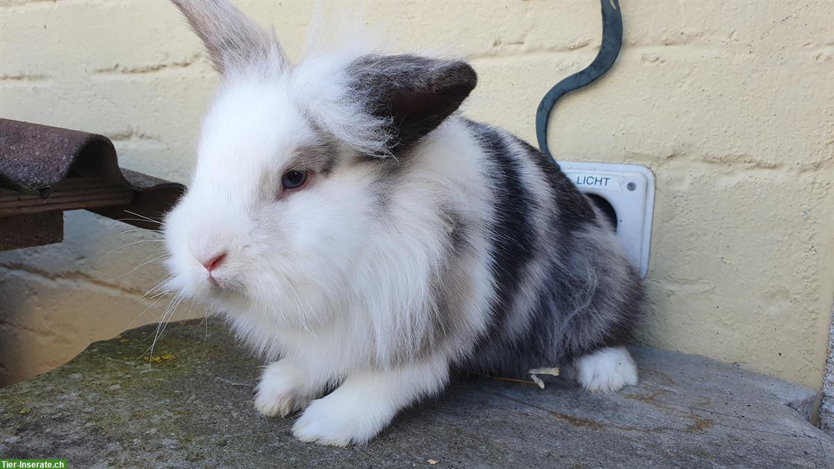 Löwenkopf Zwergkaninchen Weibchen, 8 Monate