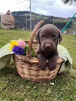 Labrador Welpen, reinrassig vom Bauernhof