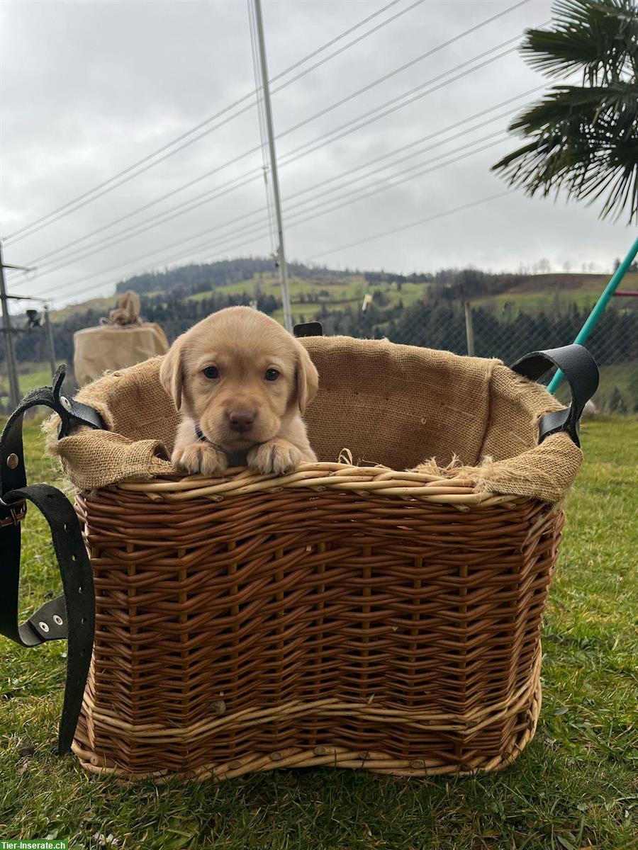 Bild 2: Labrador Welpen, reinrassig vom Bauernhof