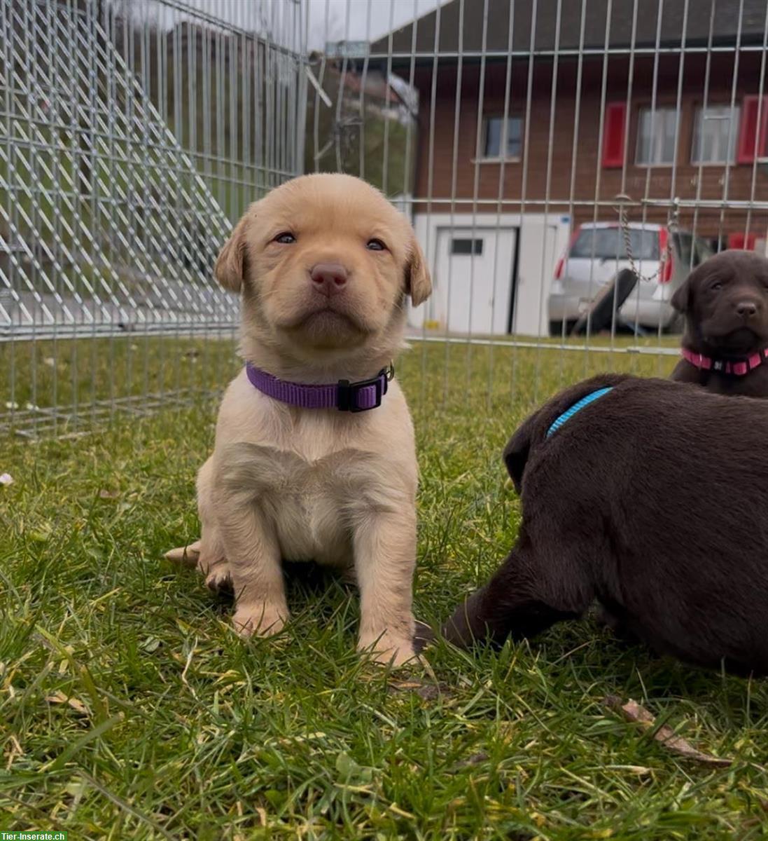 Bild 3: Labrador Welpen, reinrassig vom Bauernhof