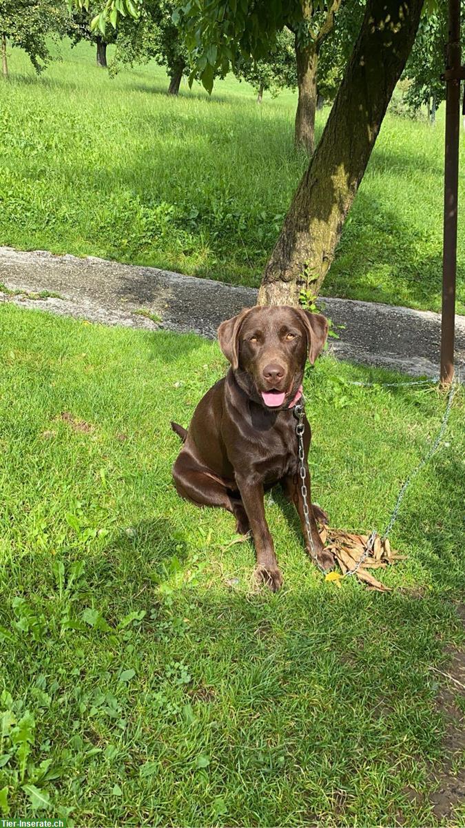 Bild 5: Labrador Welpen, reinrassig vom Bauernhof