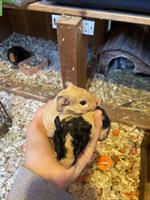 Meerschweinchen Babys suchen ein neues Zuhause