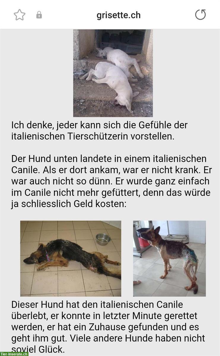 Bild 3: Kleine Hunde suchen ein schönes Zuhause!