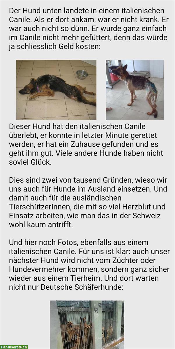 Bild 4: Kleine Hunde suchen ein schönes Zuhause!